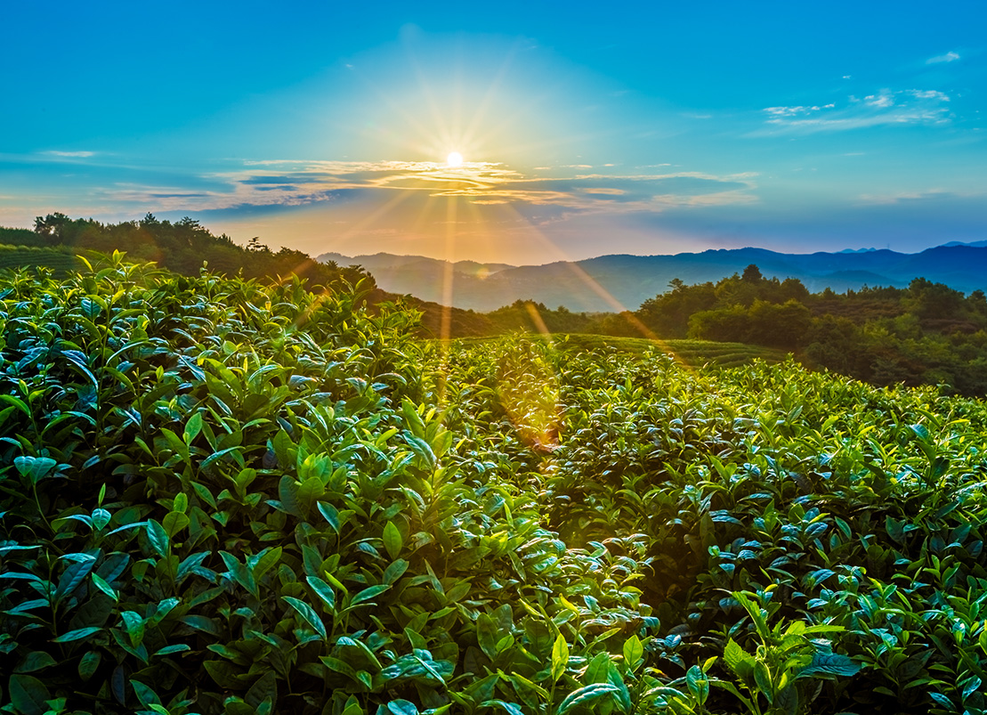 高端糯米香普洱茶,帝泊洱普洱茶糯米香