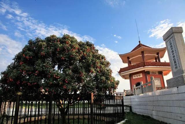 茂名荔枝的前世今生，果大肉脆汁多清甜，最好吃的还是桂味荔枝