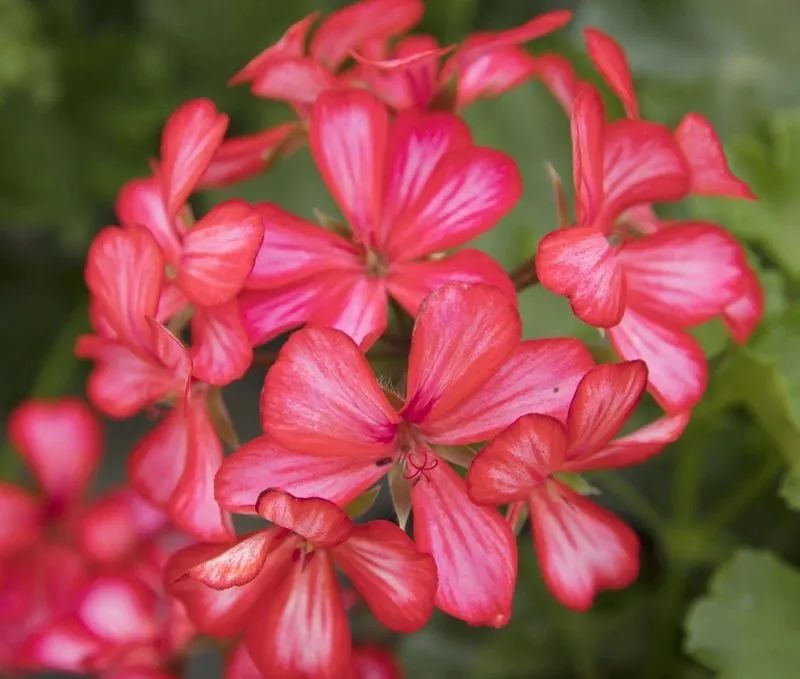 这种花别乱浇水水越多越不开花,这种花不怕冷好养易活