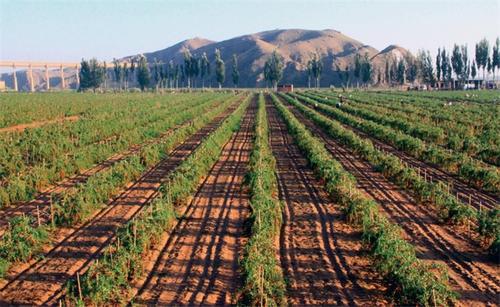 枸杞种植栽培技术视频,枸杞种植栽培技术