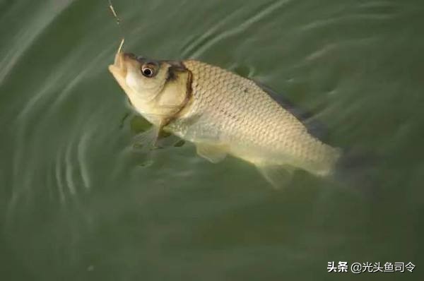 钓大鱼鱼咬口了怎么操作,钓大鱼的时候小鱼老是吃饵怎么办