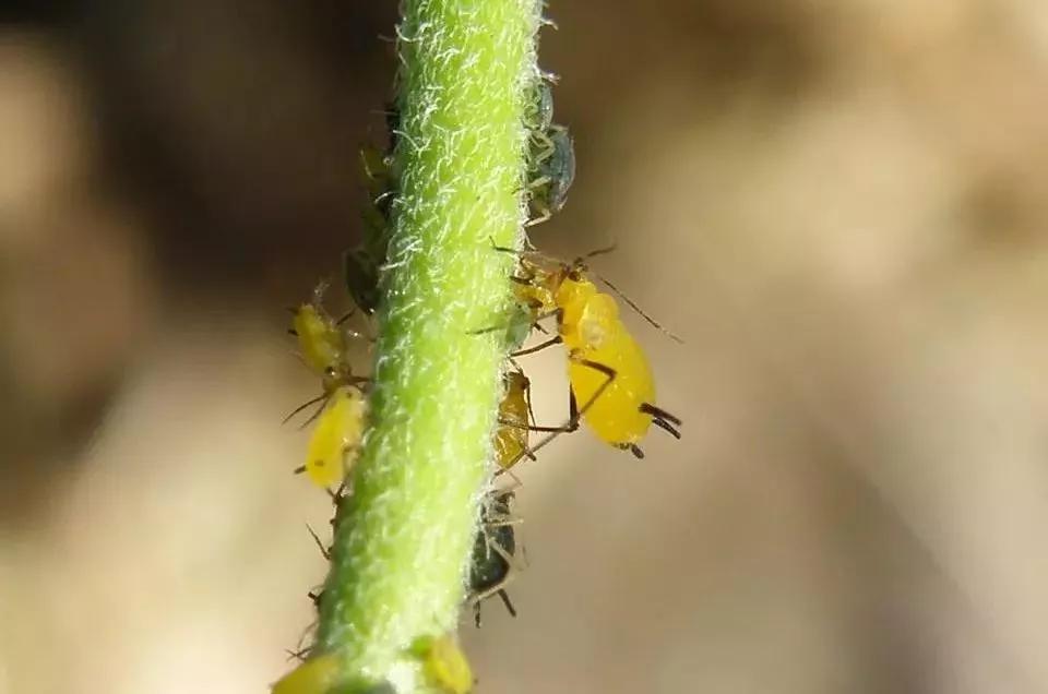蚜虫有什么偏方治疗,蚜虫防治法既防虫还增产