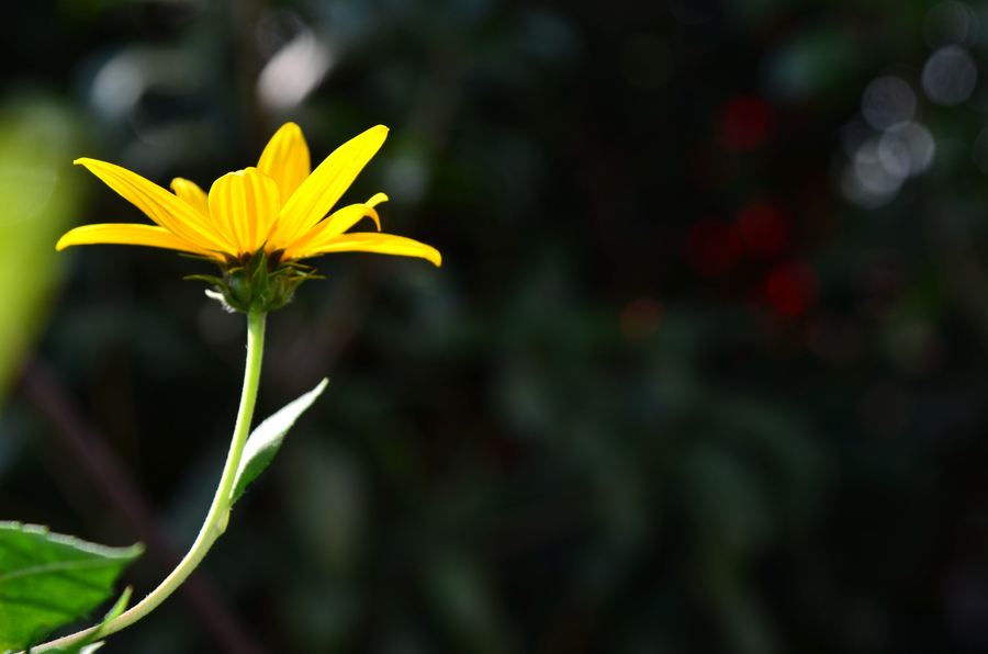 纳兰容若的十首经典诗词,纳兰容若十首最凄美诗词