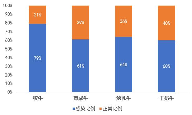 梭菌感染,梭菌感染牛啥症状