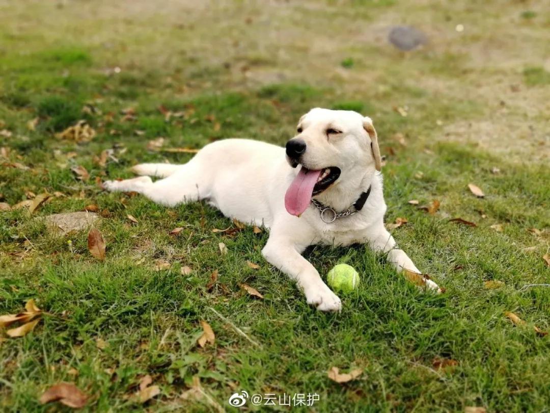 一群90后学霸，嚷嚷着要给它们找对象：自己单身不要紧
