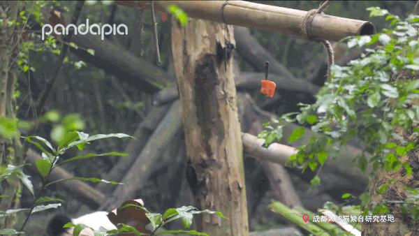 国宝带货直播,国宝直播带货