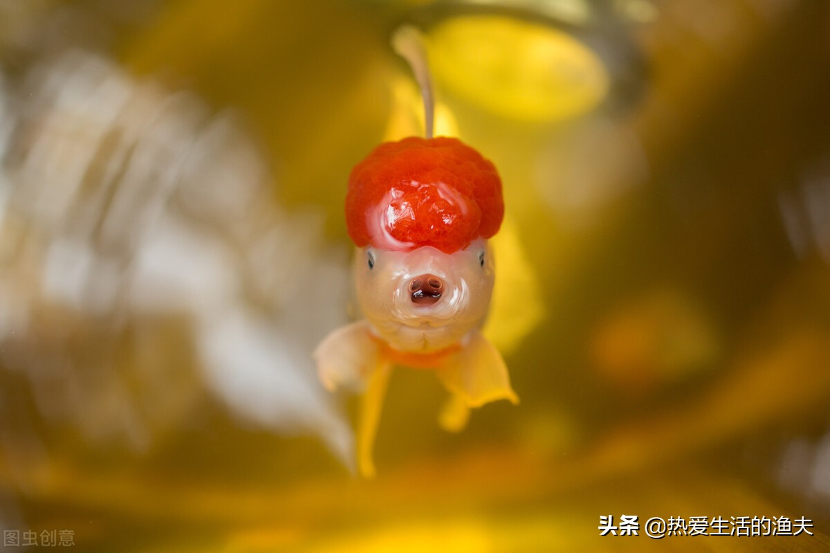 草金鱼身上有出血状红斑,金鱼身上有出血和炸鳞