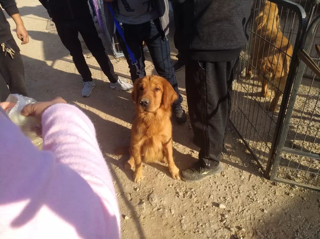 狗市：女子出售小眼金毛报价700元，你喜欢这样的金毛吗？