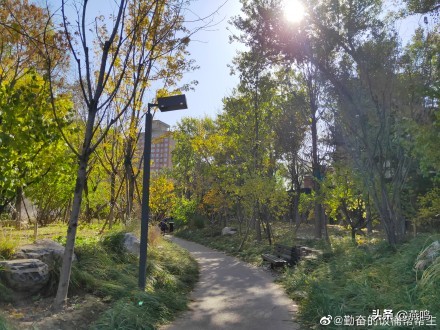隐藏在城市中的森林,一起走进城市里的森林