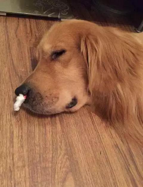 狗狗流鼻血怎么回事,狗狗热气上火怎么办