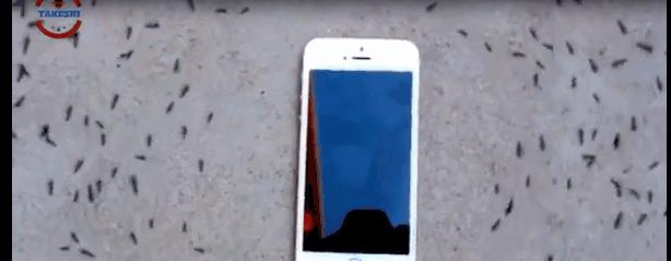 蚂蚁偷袭蜂巢,蚂蚁搭建活桥入侵蜂巢