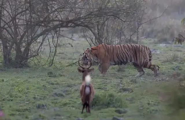 猫科战斗力天花板狮群,狮王猫科战力天花板