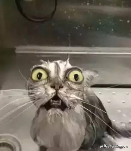 猫喜欢被挠脸是什么意思,猫喜欢被挠下巴闭着眼睛