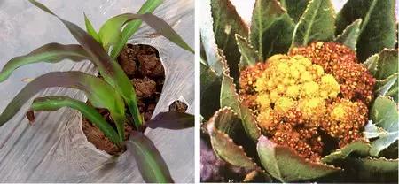 判断植物必需营养元素的标准是,植物生长必需的三种营养元素