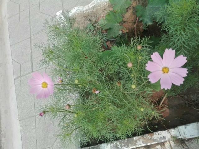 波斯菊怎么养才能开花多,波斯菊有什么好处