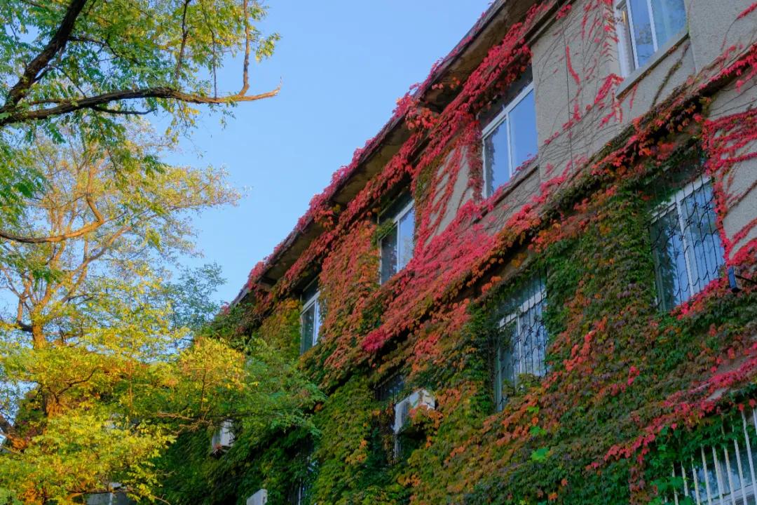 醉美大工秋|读书不觉已秋深，____________