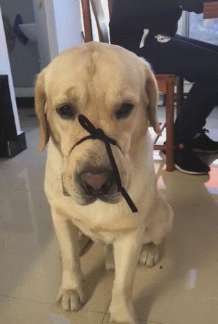 狗子半夜突然朝门外叫,半夜狗叫扰民不知道谁家狗怎么办