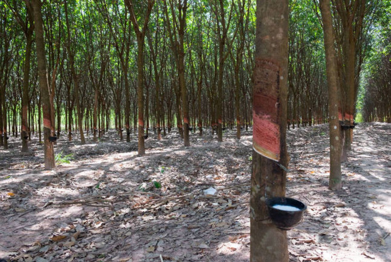 乳胶枕头是智商税么,乳胶枕智商税