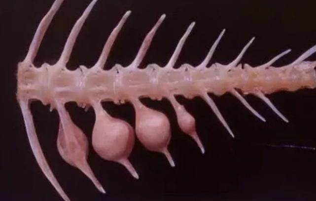 吃带鱼吃出颗粒状的骨头是什么,带鱼骨头有白色硬物能吃吗