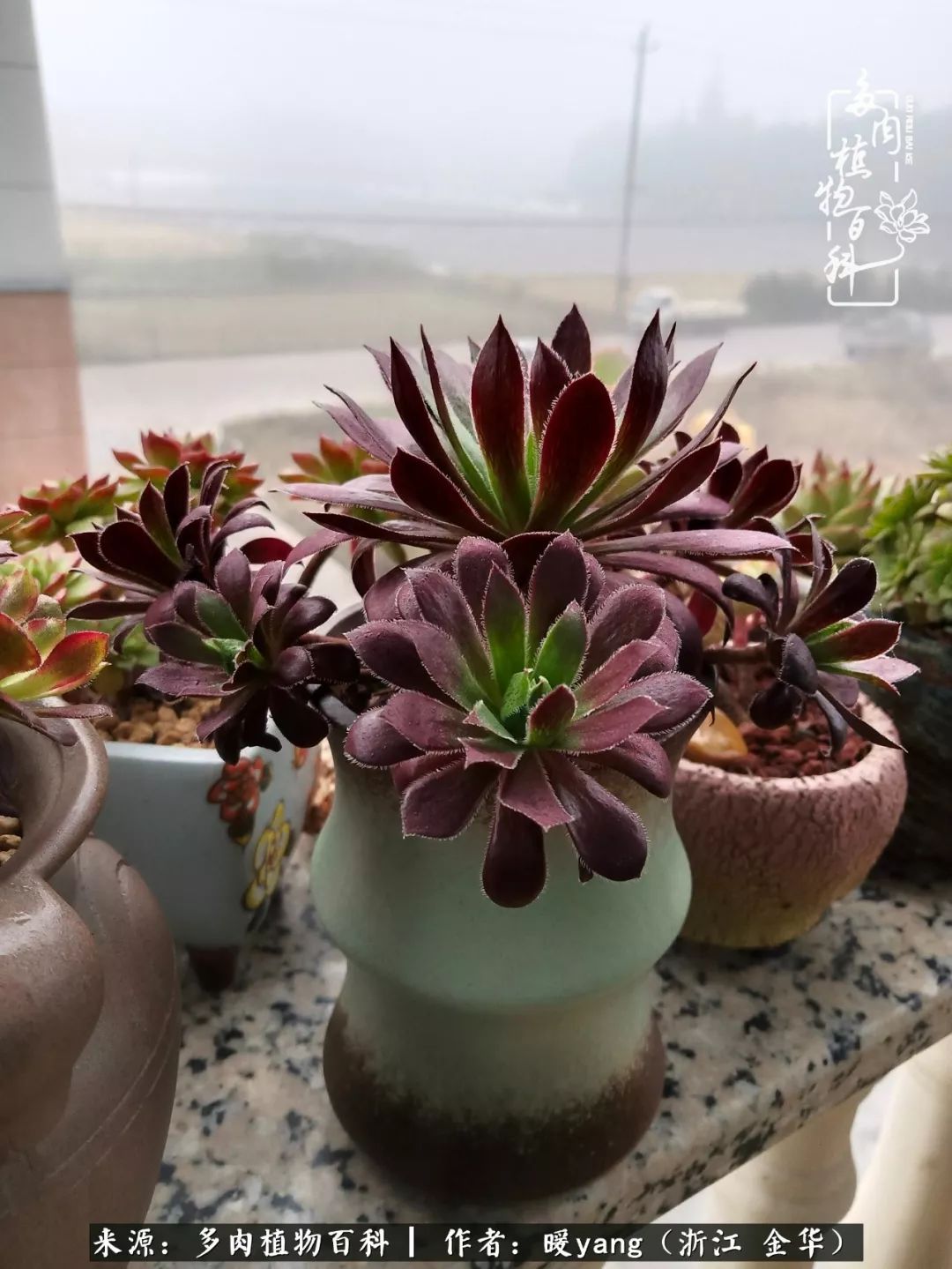 养多肉是业余的纯粹是爱好,每晚7点教您快速入门养多肉