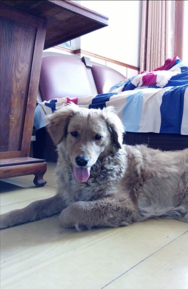 狗狗细小病用什么药治疗,我家狗狗细小好后成了贫血怎么办