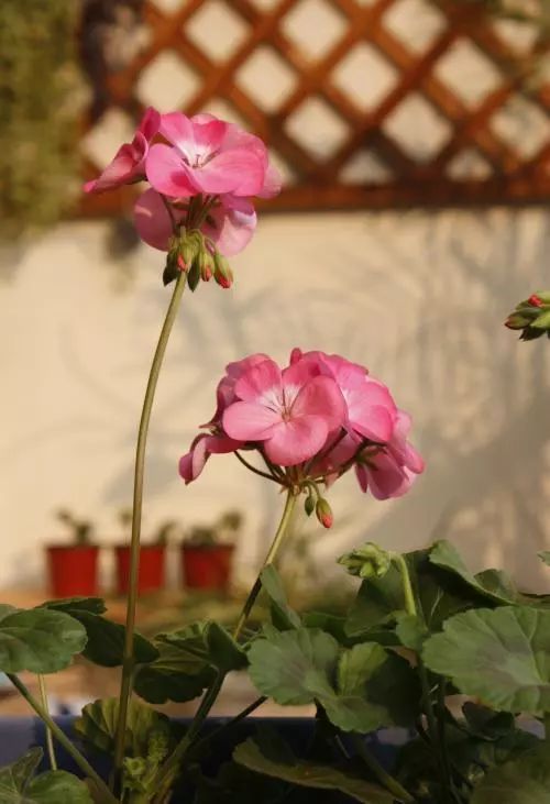 天竺葵不开花的3个原因,天竺葵不开花的原因