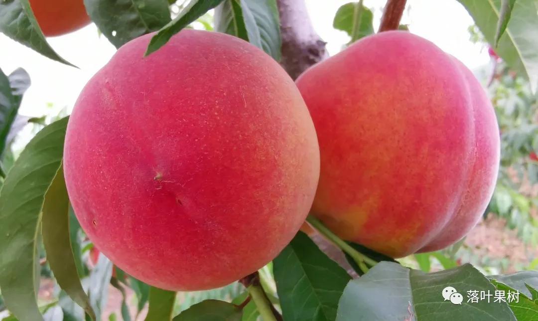 种植效益最好的黄桃品种,鲜食黄桃品种介绍