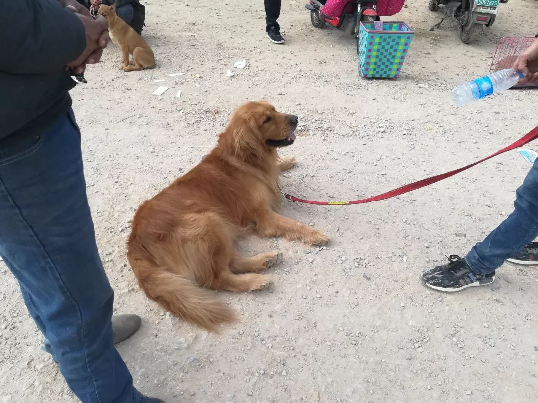 金毛600块钱卖给狗贩子,狗市来了一对双胞胎金毛900块钱卖