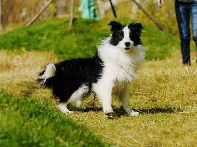 45种狗狗很难得一见你认识几种,45种最难得一见的狗