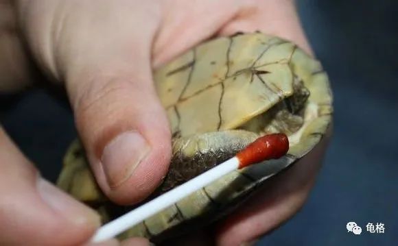 聚维酮碘溶液给乌龟治腐甲怎么用,聚维酮碘乌龟腐皮腐甲使用方法