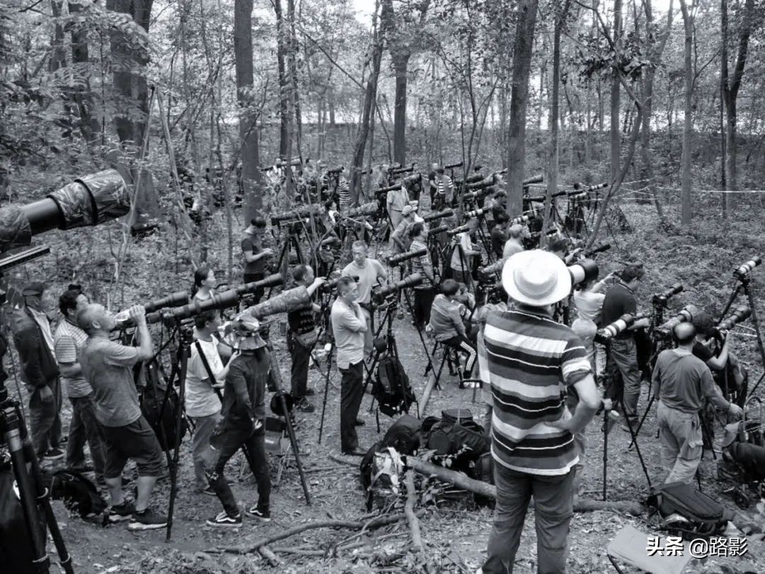 花重锦官城,花重锦官城长安