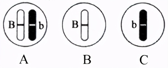 八年级生物中考新突破2024年,生物八年级上册达标测试卷