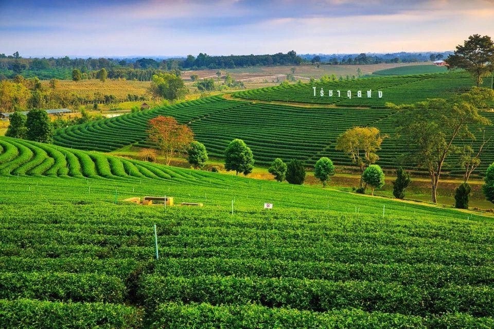 清迈美食之旅,清迈美食去泰国必吃