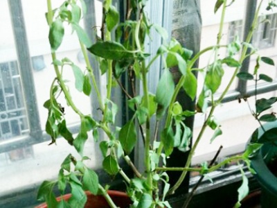 薄荷叶子枯萎了怎么修剪,薄荷叶子发黑枯萎像烧焦