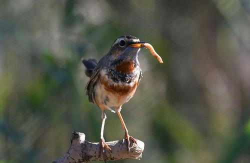 为什么说靛颏鸟是鸟中君子,鸟中君子蓝靛颏