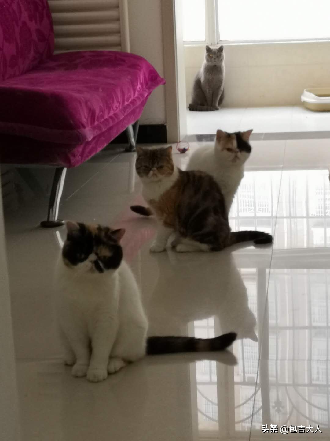 过来人告诉几种方式养猫省钱省心,养猫经验分享系列