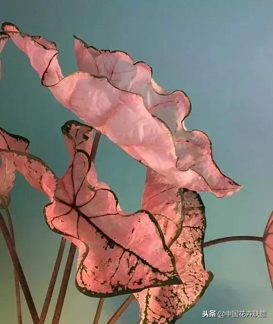 打翻了调色盘的花,打翻了调色盘的美景