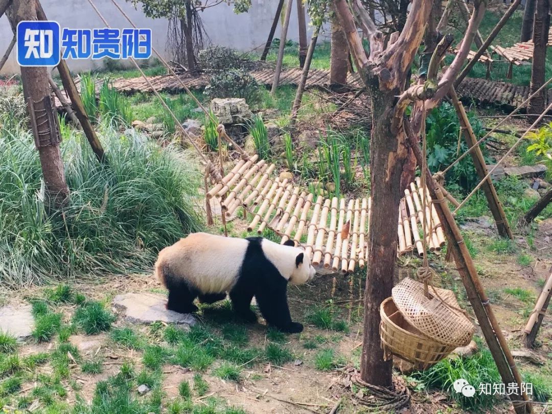 黔灵山公园熊猫馆五一节,贵阳市黔灵山公园熊猫馆开放时间