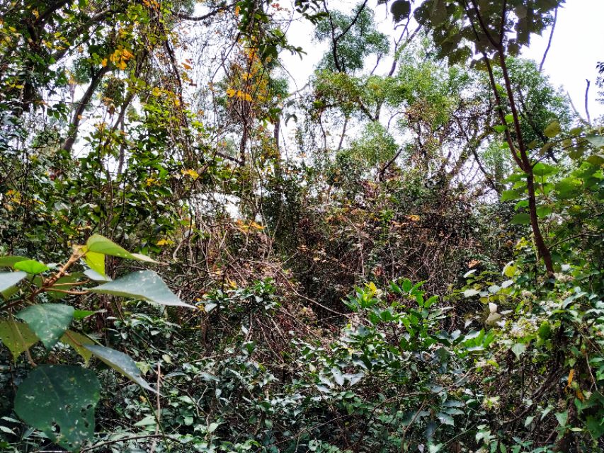 周日跟随珠海户外网板樟山游记