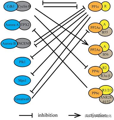 胆固醇合成酶有哪些,胆固醇合成过程进行限制作用