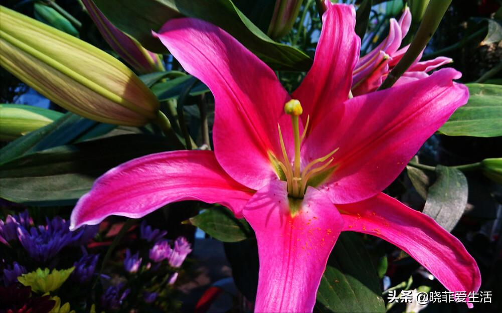 哪些花气味有毒不能养,哪10种花有毒