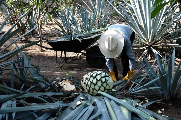酒吧调酒的知识,酒吧必备常识有哪些