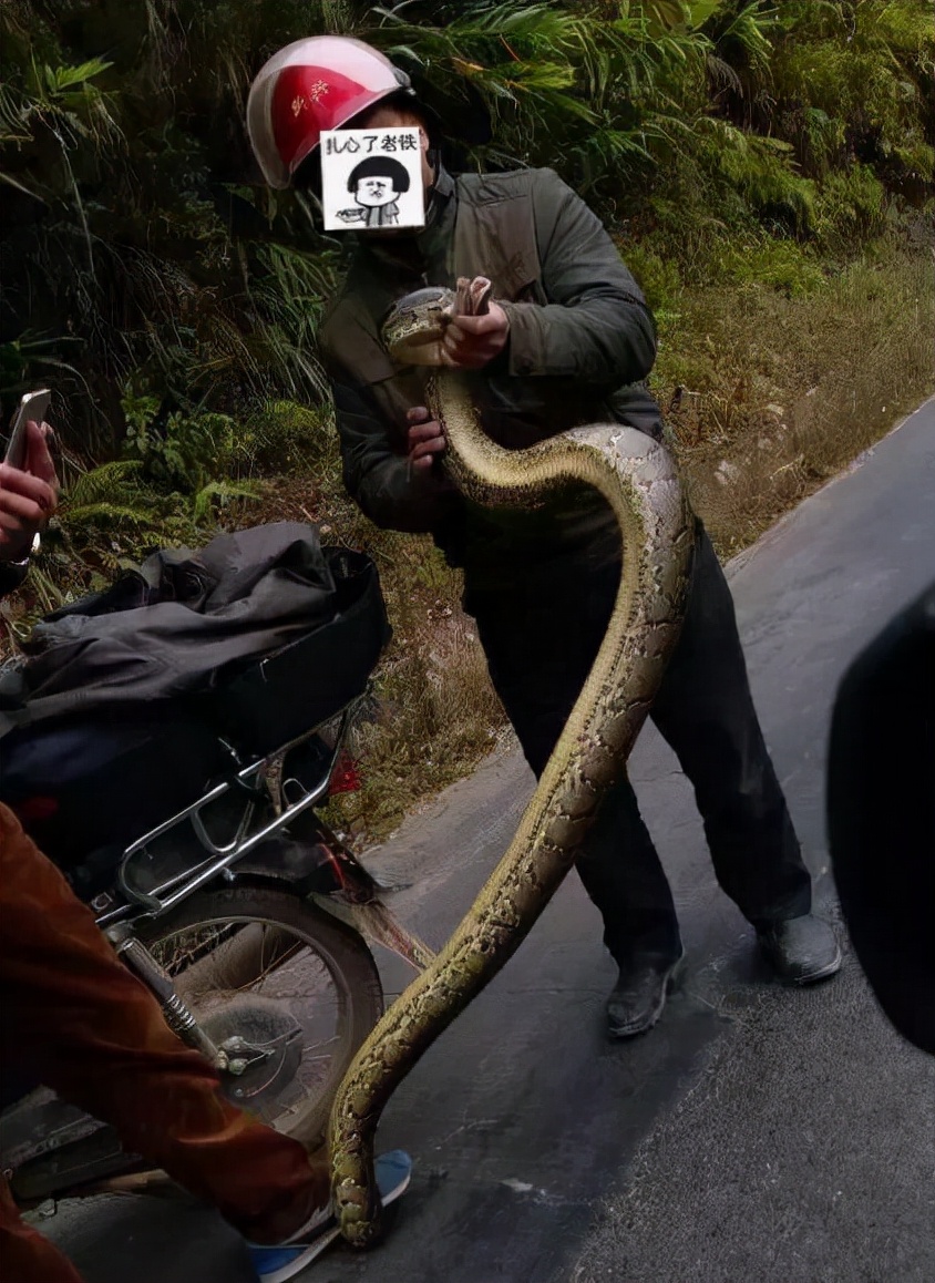 可怕40斤巨蟒藏天花板,吓人巨蟒
