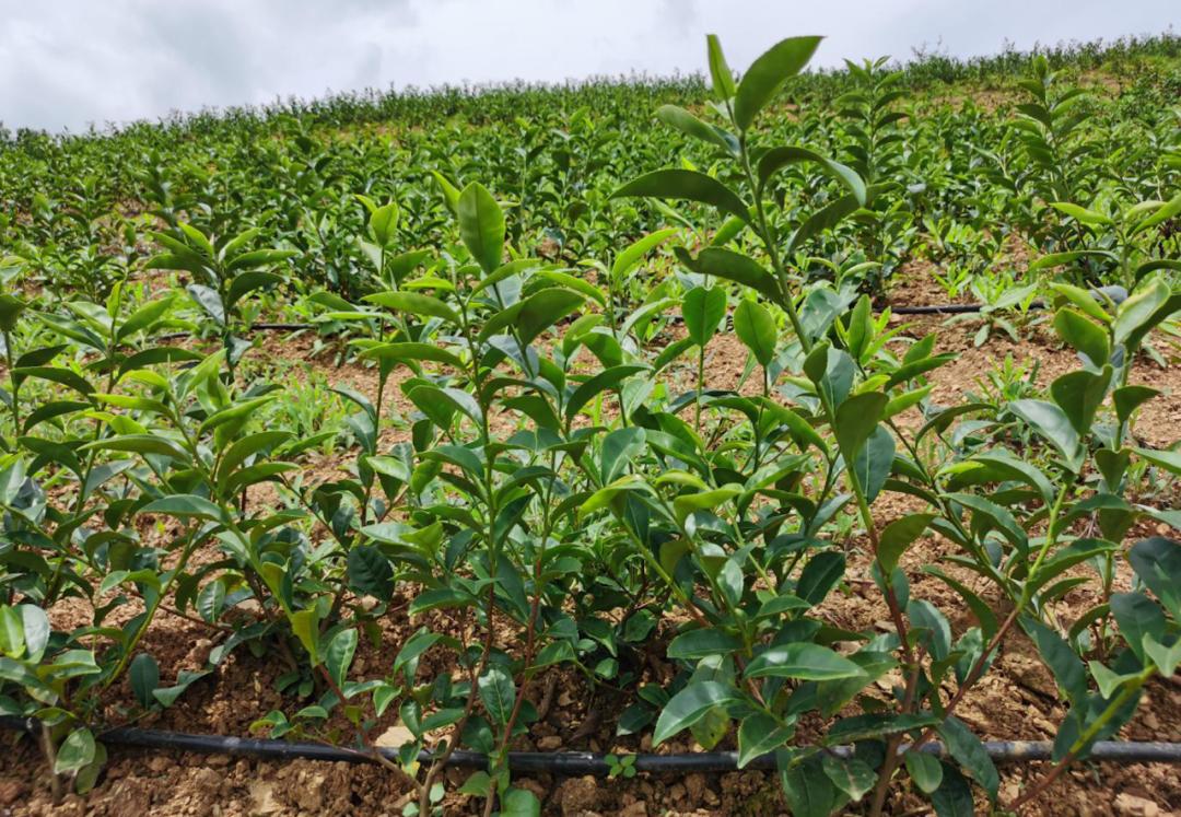 同心奔小康·柞水行|“山茶娃”凝聚浓浓“山海情”