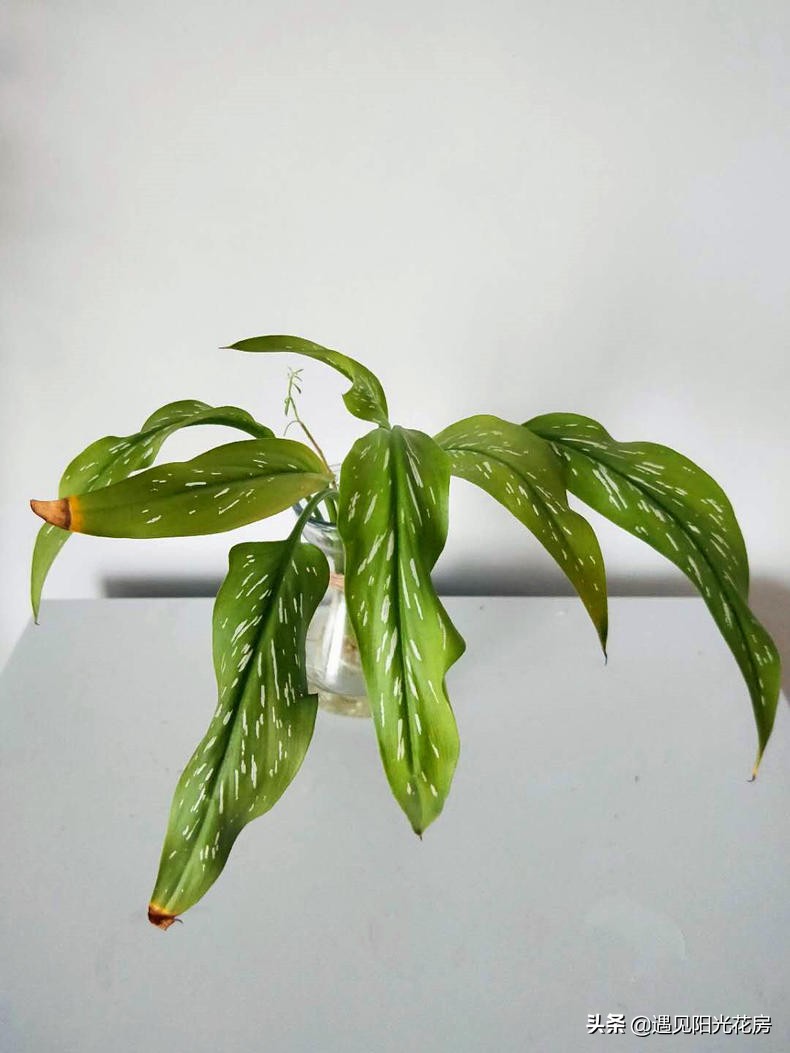 马蹄莲黄叶不开花是什么原因,马蹄莲叶子发黄解决办法水培