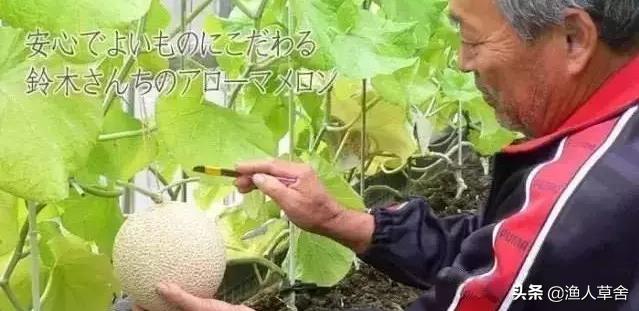 海阳网纹瓜和静冈蜜瓜,新疆网纹蜜瓜描述