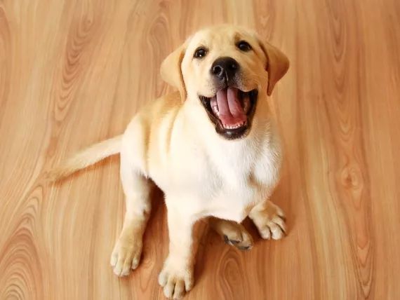 小型犬发胖的原因有哪些,为什么狗狗特别容易发胖