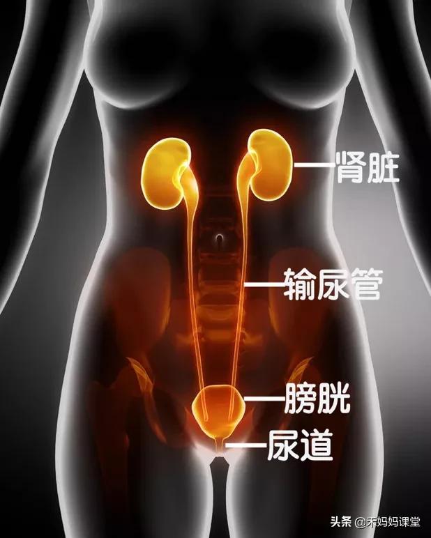 女性站着容易尿还是坐着容易尿,站着尿会有什么坏处