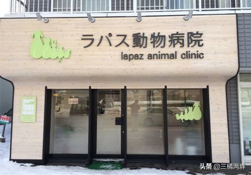 小马犬拉稀能不能喝水,小马犬拉肚子带血能治好吗