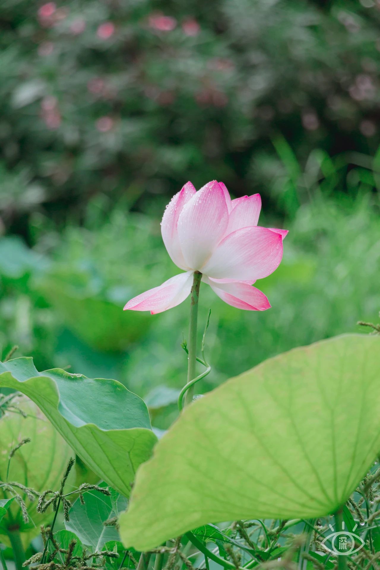 深圳洪湖公园7月18号还有荷花吗,深圳洪湖公园现在有荷花开吗